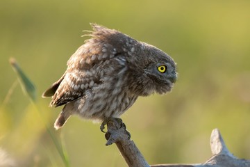 The little owl sits on the stick and purposeful looks.