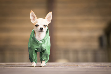 Little dog in clothes for a walk.Copy space