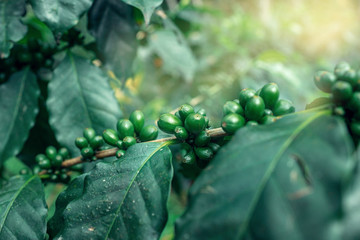 coffee plantation