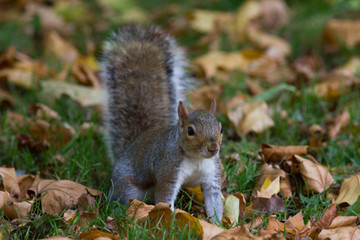 Naklejka na ściany i meble Grey squirrel in autumn park, telephoto