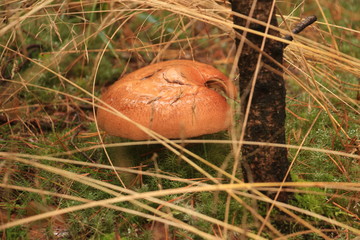 mushroom in the forest