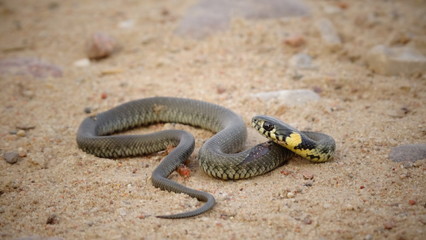 Snake