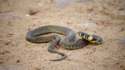 Snake