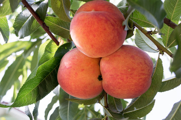 Sweet peach fruits growing on a peach tree branch