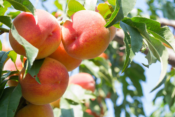 Sweet peach fruits growing on a peach tree branch - Powered by Adobe