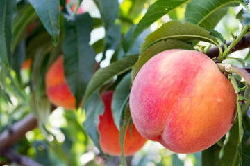 Sweet peach fruits growing on a peach tree branch