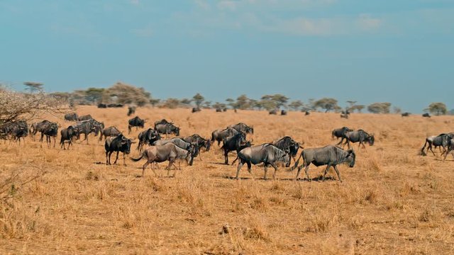 Smooth, sweeping cinematic camera shot of zebra and wildebeest migration on a bright, hot, sunny day in picturesque, colorful, dry savanna plains of  Serengeti national park in Tanzania, Africa.