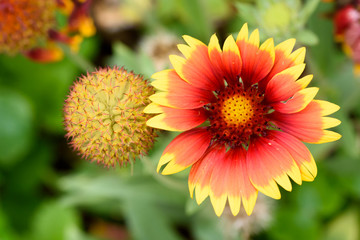 Malerblume - Gaillardia Grandiflora