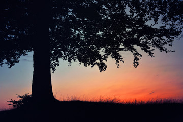 Silhouette of tree in bright sunset light