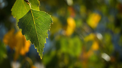 Birch leaf in autumn