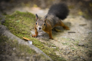 squirrel
