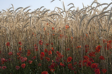 Wheat and poppies