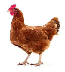Brown hen isolated.