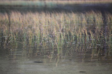 Grass in Water