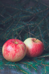 Red and yellow apple on the branches of the spruce