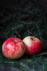 Red and yellow apples on the branches of the spruce