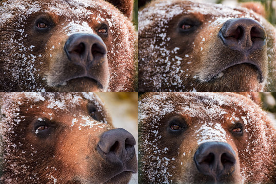 emotions collage of brown bear muzzle in snow. curious, angry, proud and wily look of an animal. focus on eyes or nose