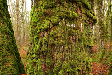 a picture of an Pacific Northwest old growth maple tree