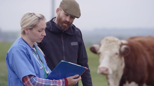  Farmer With Vet Out In The Field, Checking On Young Bull