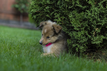 Little puppy Shetland Shepherd
