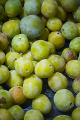 Steinobst  Edel-Pflaume