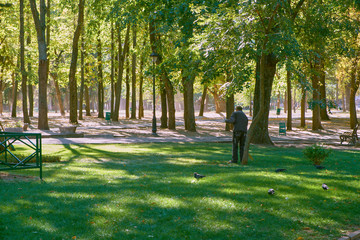 A man is cleaning leaves on the grass in the park. Pigeons are sitting on the grass.