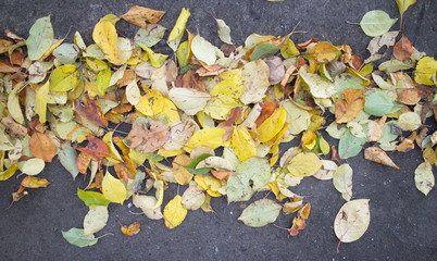 fallen leaves on the ground