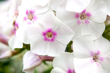 Fototapeta na wymiar White phlox flowers