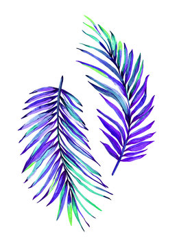 Set of watercolor palm leaves. Hand painted botanical illustration of areca catechu, isolated on white background.Elements for your design.