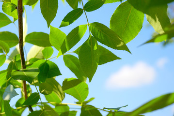 Branches with green foliage against the background of the blue cloudy sky