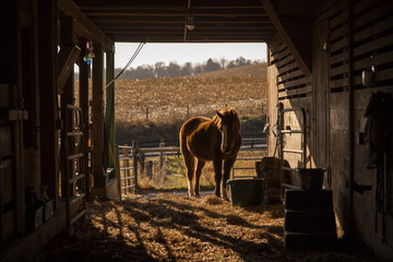 Horse standing in barn