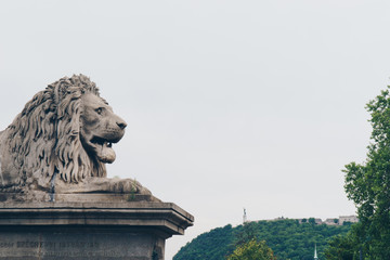 Fototapeta na wymiar Lion on Chain Bridge on the Danube River in Budapest, Hungary