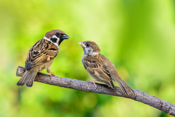 Eurasian Tree Sparrow or Passer montanus, beautiful bird feeding hungry baby on branch with green background, Thailand.