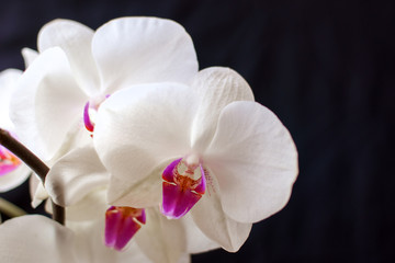White orchids on a black background