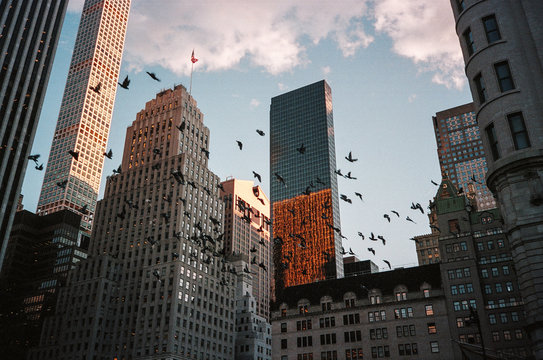 Pigeons Flying Over Manhattan Skyline