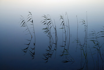 reeds on the evening lake