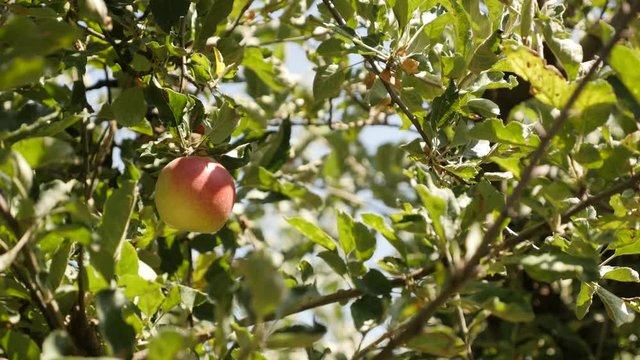 Close-up of Malus pumila organic fruit footage - First autumn apples on tree branch video 