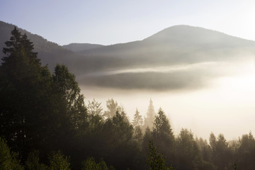 Fog in the mountains among the evergreen trees in the early morning background