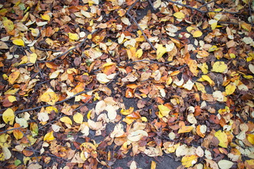 fallen leaves on the ground