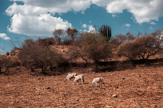 Goats grazing in field