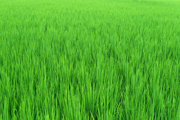 Beautiful  green rice field paddy for background