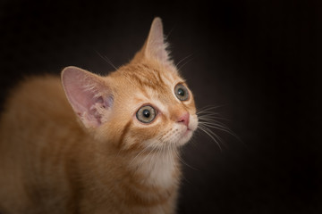 Obraz premium Herziges rotes Tigerkätzchen vor schwarzem Hintergrund