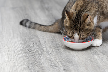 Katze wird gefüttert