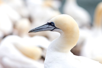 Nothern gannet