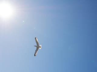 The seagull is flying with the sun and blue skies