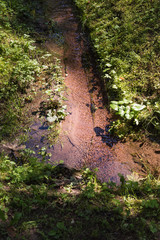 Stream