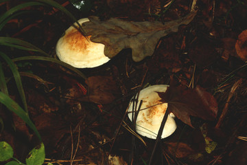 Big, Wild Mushroom growing among vegetation