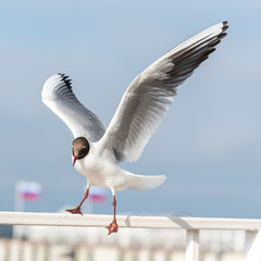 Flying Seagull