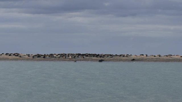 banc de phoques sur la plage