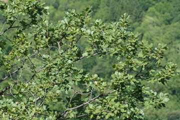 Fototapeta na wymiar foliage and branch of downy oak or pubescent oak tree in spring, Quercus pubescens